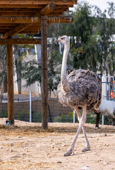An ostrich with strong legs walks in an enclosure - 755788576