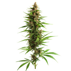 Cannabis flower isolated on transparent