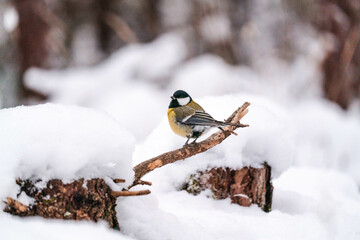 bird on the snow
