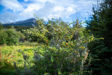 Obraz na płótnie Canvas Tierra del Fuego National Park