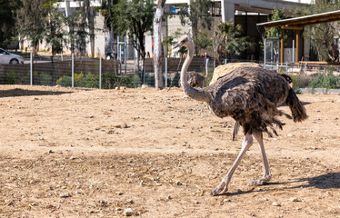 An ostrich with strong legs walks in an enclosure - 755789545