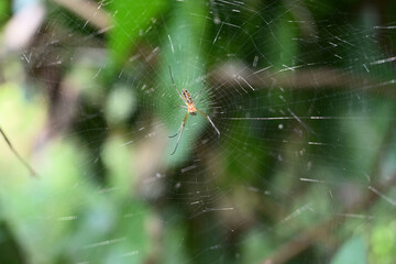 Ventral view of an Orb Weaver spider as it sits in the middle of its shining spider web