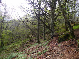 Fototapeta premium Sentier en forêt