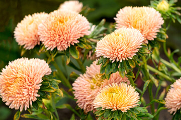 Gently peach terry asters in the garden bed. - 755790559