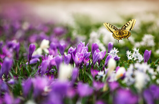  natural view with many flowers of purple snowdrops crocuses and a swallowtail butterfly flying above them
