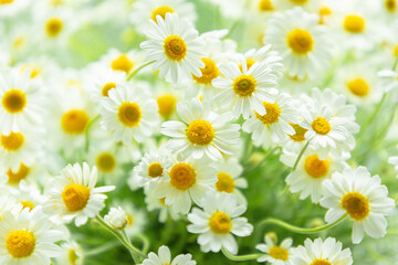 Obraz premium Field of daisy flowers. Beautiful chamomile flowers in meadow. Spring or summer nature scene with blooming daisy.