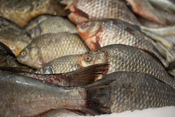 Fish in ice. Fish department in the store. Sale of frozen products.
