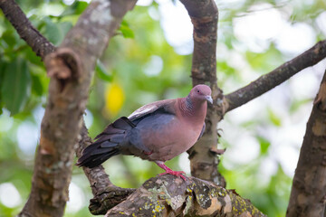 Wild dove known as 