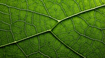 Hyper zoom into the intricate patterns of a leaf's veins