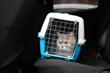 Travel with pet. Cute cat in carrier inside car