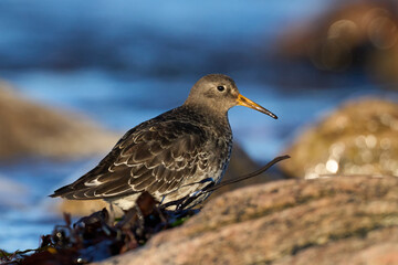 Purple sandpiper (Calidris maritima)
