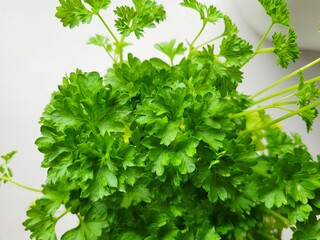 Parsley leaves for vegan taste.