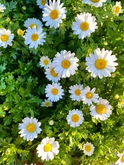 daisies in a garden