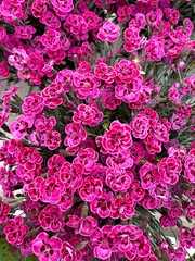 Dianthus caryophyllus blooms pink-red flowers.
