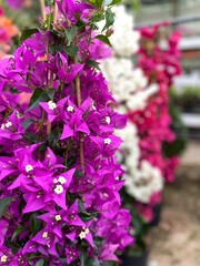 Fototapeta premium Pink-violet bougainvillea flowers.