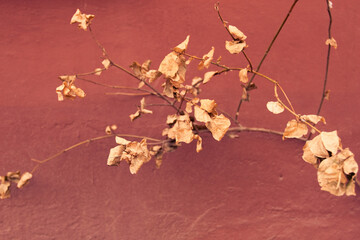 Yellowed branch and leaves on it in front of a burgundy colored concrete wall