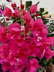 Wonderful pink bougainvillea flowering vine.