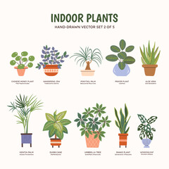 Collection of plants for indoor spaces. Tropical plants, succulents and cactus. English and scientific names below the plant drawing. Set 2 of 5. Colorful vector illustration.