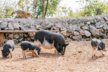 Dwarf black pig sniffs the ground with its piglets in a pen behind a stone fence