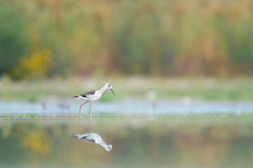 Young black winged stilt at hunt in the wetlands (Himantopus himantopus) - 755801156