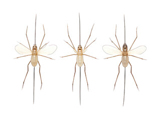 Collection set of water strider isolated on transparent background, transparency image, removed background