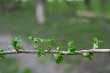 currant buds