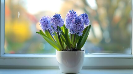spring background potted purple hyacinth on a windowsill close up, Sharm focus, realism,