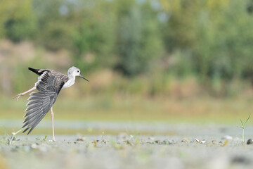 Stretching time, the young black winged stilt (Himantopus himantopus) - 755801789