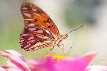 Gulf fritillary butterfly sucking nectaron a purple zinniaflower