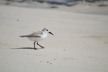 Calidris alba - Piovanello Tridattilo