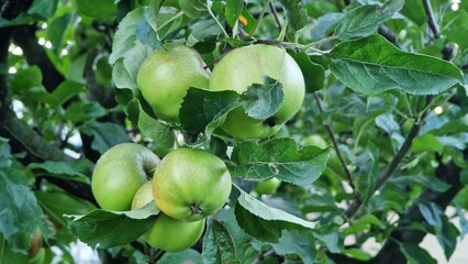 Close-up of organic green apples growing on apple tree, in orchard.