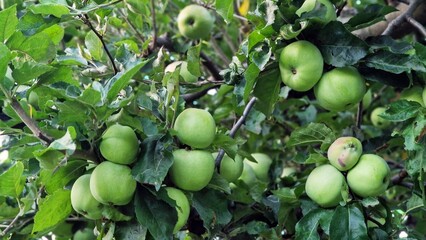 Close-up of organic green apples growing on apple tree, in orchard.