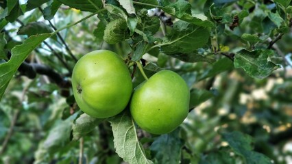 Close-up of organic green apples growing on apple tree, in orchard.