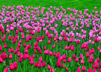 Tulip festival in Holland, MI, May