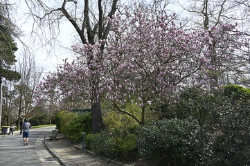 Obraz premium Fleurs roses