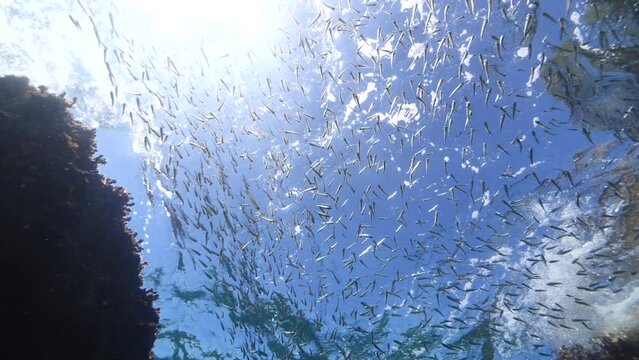 silversides  under sun shine underwater  ocean scenery  Atherina boyeri