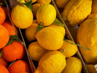Yellow ripe big citrons Citrus medica citrus fruits and yellow lemons from Italy in a grocery shop...