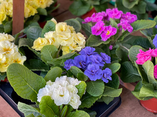 Beautiful blooming colorful pink, blue, purple and white Primula vulgaris, the common primrose spring flowers in flower pots in flower shop market close up