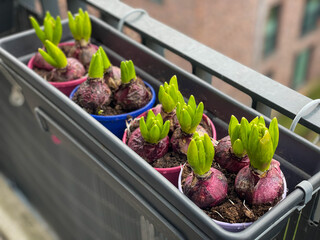 Decorative spring Hyacinthus bulb flowers growing in decorative flower pot hanging on a balcony...