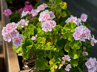 Vibrant pink white blooming geranium flowers in flower pot close up, floral wallpaper background...