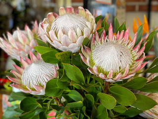 Beautiful exotic pink Protea cynaroides tropical flowers on a flower market close up