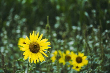 Tournesol jaune dans un champ un jour de printemps - 755803738