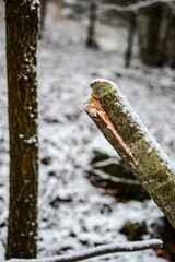 Snow covered tree trunk in the fores