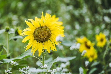 Tournesol jaune dans un champ un jour de printemps