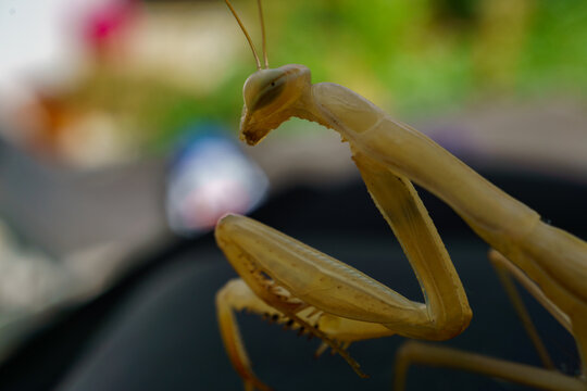 praying mantis close-up macro