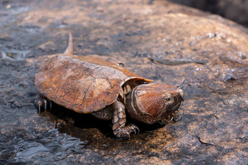 Rare and Critically endangered Poo-Loo Turtle or Big-headed turtle (Platysternon megacephalum) on...