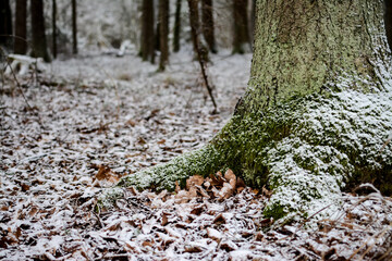 Snow covered tree trunk in the fores