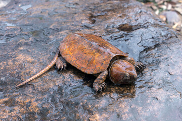 Rare and Critically endangered Poo-Loo Turtle or Big-headed turtle (Platysternon megacephalum) on the rocks in the waterfall stream in its habitat the natural forest of northern Thailand.