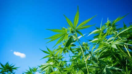 Obraz premium Cannabis leaves against a blue sky