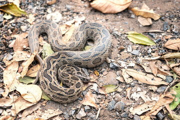 Snake with Hematotoxin venom dangerous to the blood system. Siamese Russell's Viper (Daboia siamensis) Camouflaged on the ground with a pile of dry leaves in its habitat the natural of Thailand.